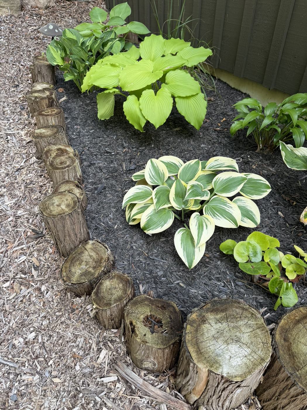 Cedar log-stump garden edging around hosta beds with fresh dark mulch, Lakefield