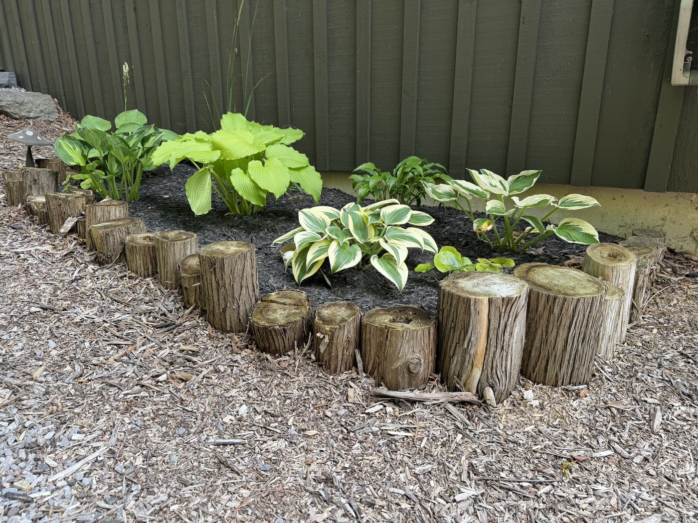 Cedar-stump garden edging & hostas — Lakefield