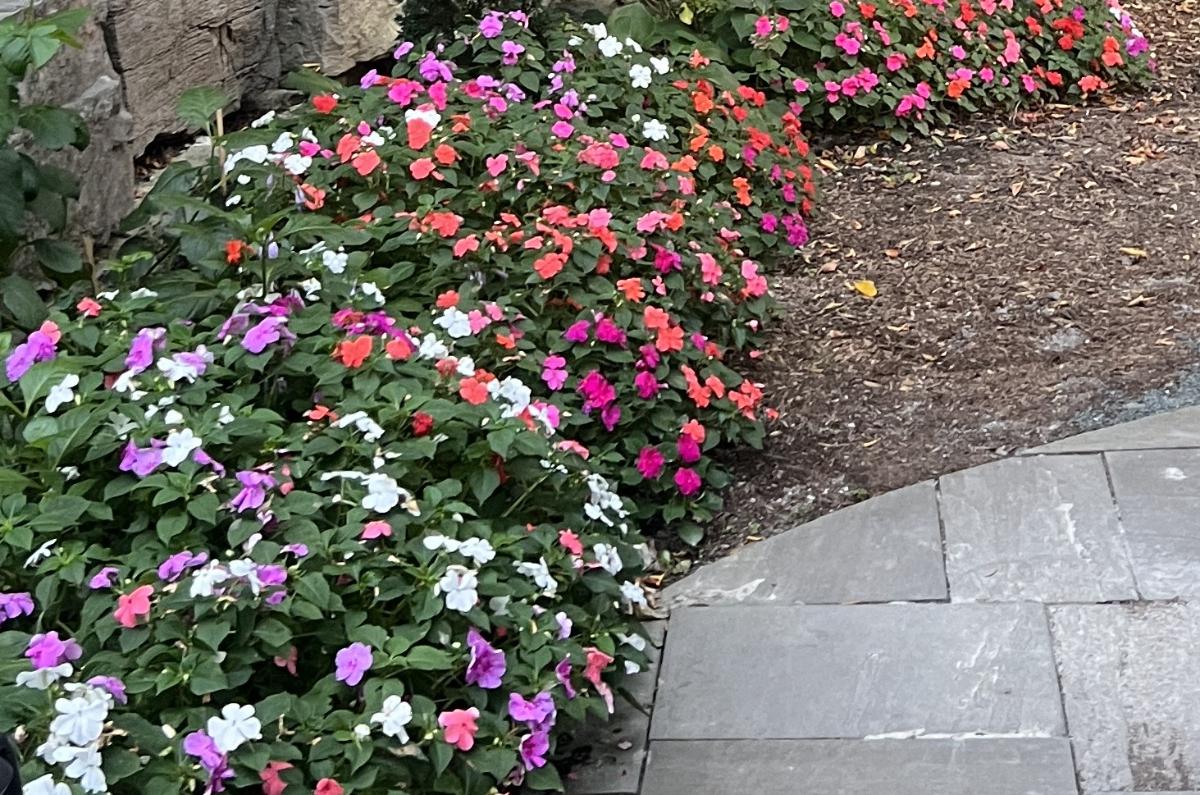 Seasonal garden colour — Apsley