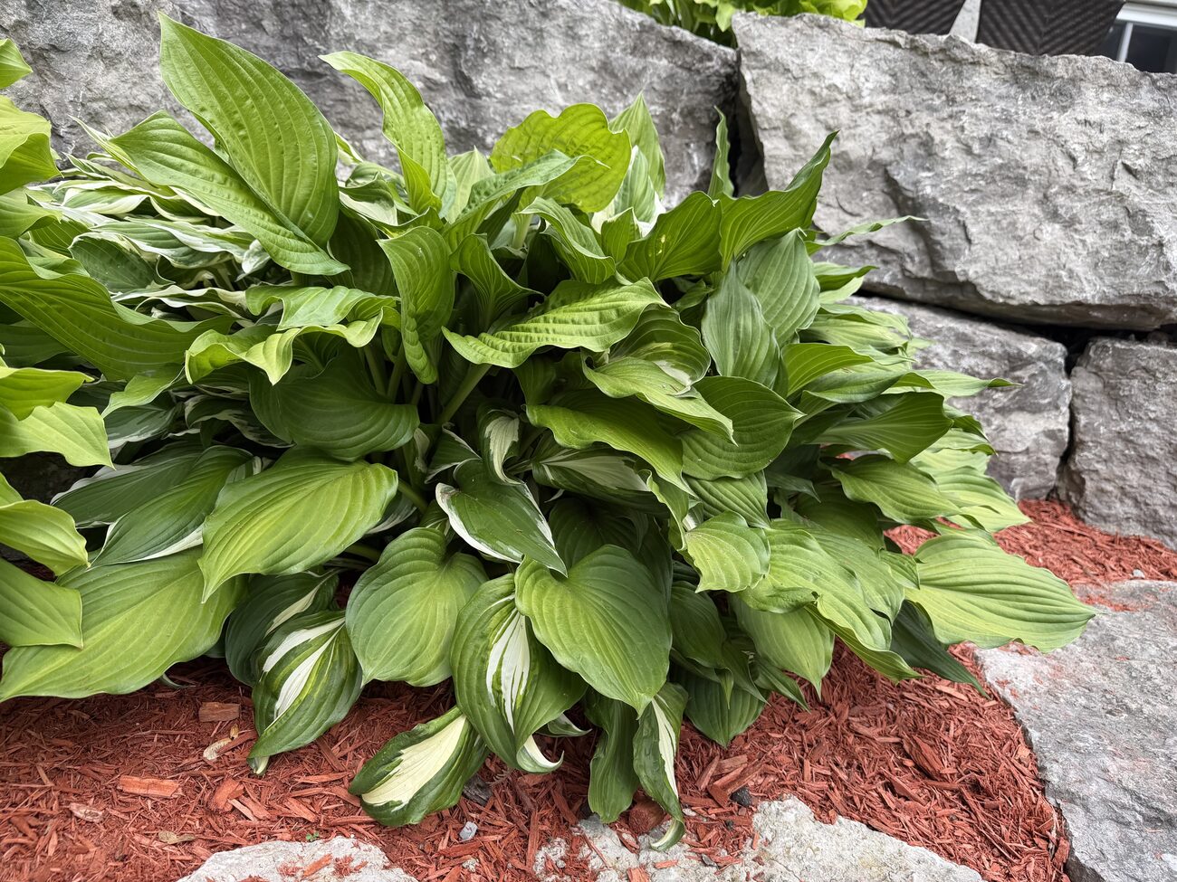 Hosta beds, river rock & fresh mulch — Kawarthas