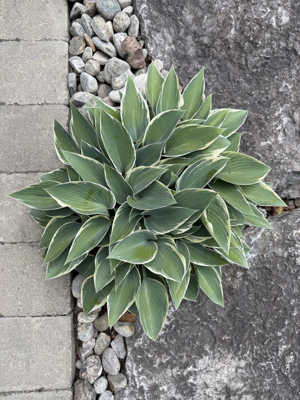 River-rock & hosta garden refresh — Kawarthas